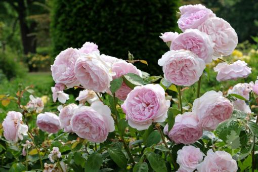 Růže anglická Olivia Rose Austin