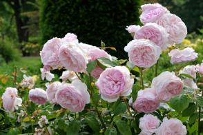 Růže anglická Olivia Rose Austin