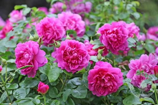 Růže anglická Princess Anne