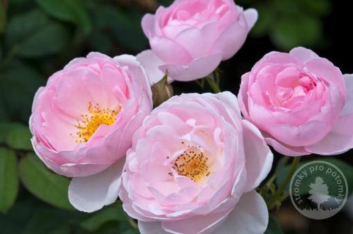 Růže anglickà Scepter'd Isle