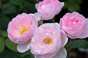 Růže anglickà Scepter'd Isle