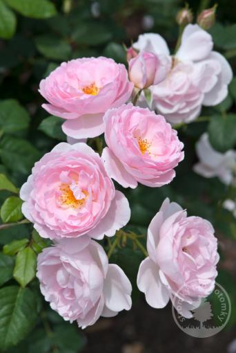 Růže anglickà Scepter'd Isle