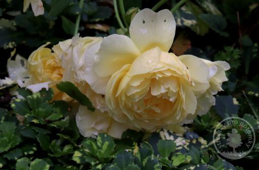 Růže anglická The Poets Wife