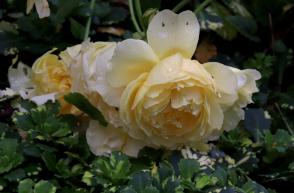 Růže anglická The Poets Wife