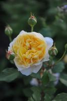 Růže anglická The Poets Wife