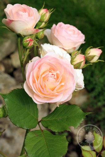Růže floribunda Pink Gruss an Aachen