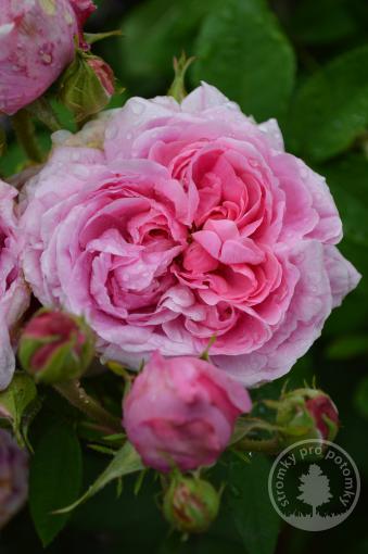 Růže historická Comte de Chambord