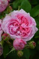 Růže historická Comte de Chambord