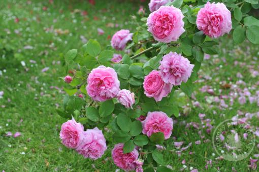 Růže historická Comte de Chambord