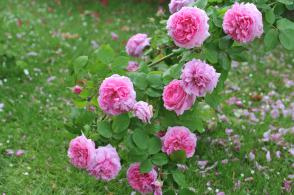 Růže historická Comte de Chambord