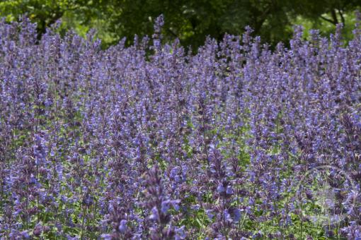 Šanta zkřížená Walker's Low