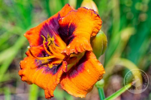 Denivka Madeline Nettles Eyes