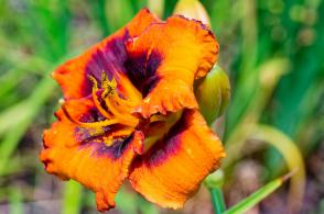 Denivka Madeline Nettles Eyes