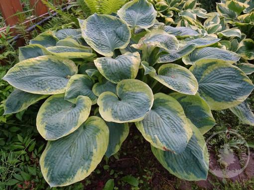 Hosta American Hallo