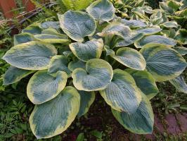 Hosta American Hallo