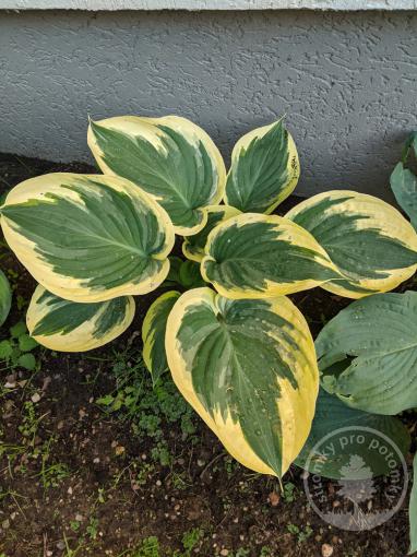 Hosta Autumn Frost