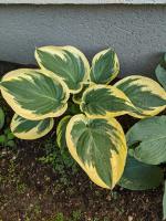 Hosta Autumn Frost