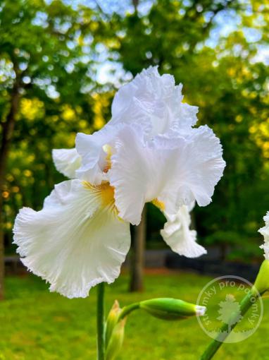 Kosatec německý Immortality