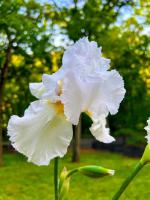 Kosatec německý Immortality