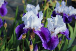 Kosatec německý Snow Mound