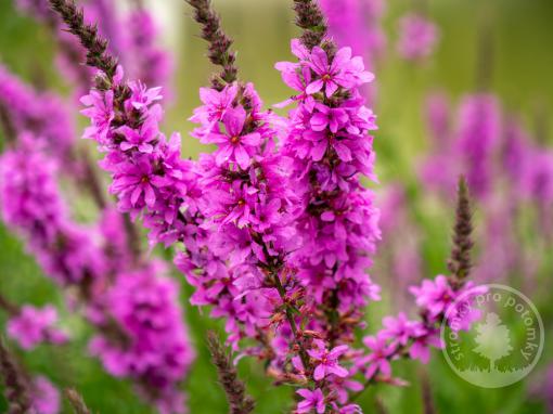 Kyprej x Luminara Lilac