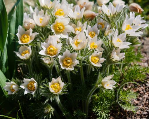 Koniklec obecný Pulsar White