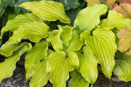 Hosta sieboldiana Semperaurea