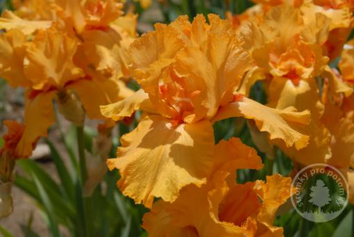 Kosatec německý Fresno Calypso