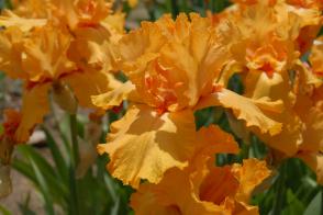 Kosatec německý Fresno Calypso