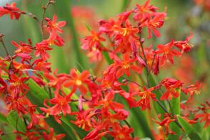 Montbrécie Carmine Brillant