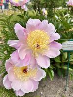 Pivoňka Garden Lace