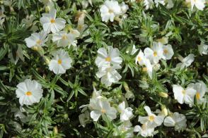 Plaménka Douglasova Admiral White