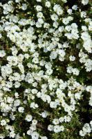 Plaménka Douglasova Admiral White