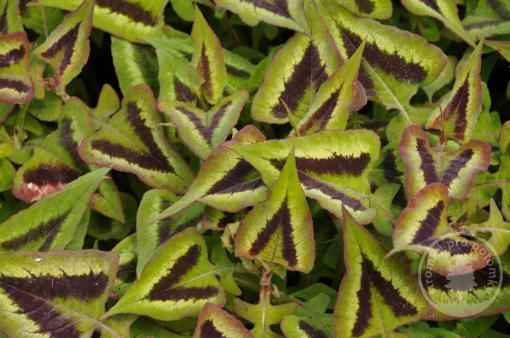 Rdesno Purple Fantasy