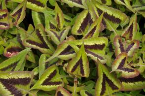 Rdesno Purple Fantasy