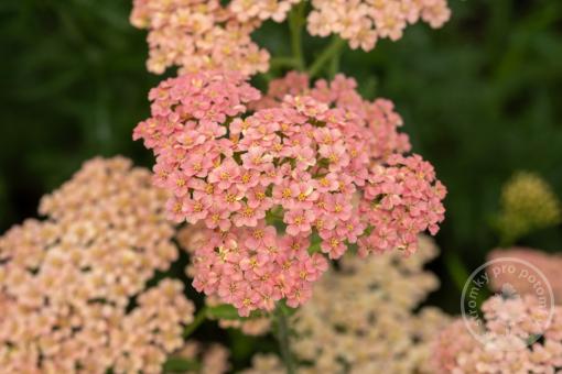 Řebříček Lachsschonheit