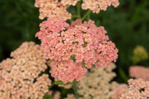 Řebříček Lachsschonheit