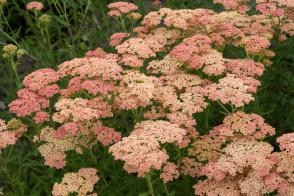 Řebříček Lachsschonheit