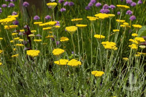Řebříček tužebníkový Coronation Gold