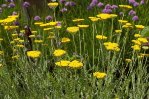 Řebříček tužebníkový Coronation Gold