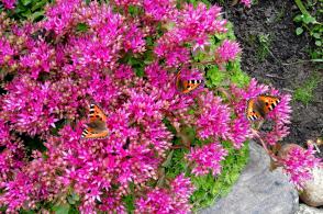 Rozchodník pochybný Deep Rose