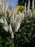 Rozrazil dlouholistý First Lady