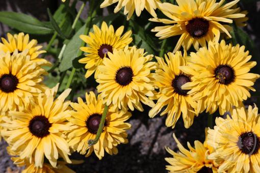 Rudbekie x Flamenco Vanilla