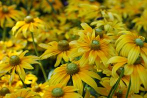 Rudbekie SmileyZ Lemon