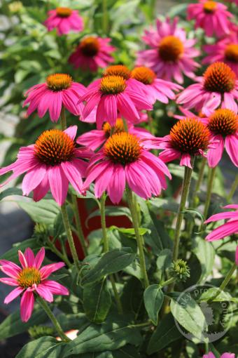 Třapatka nachová PowWow Wild berry