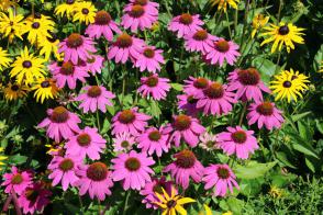 Třapatka nachová PowWow Wild berry