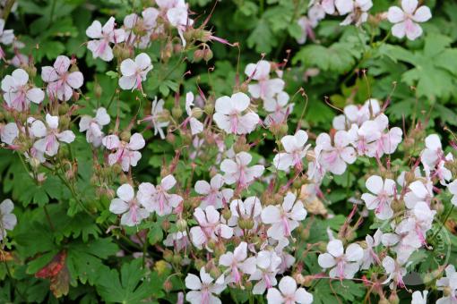 Kakost kantabrijský St. Ola