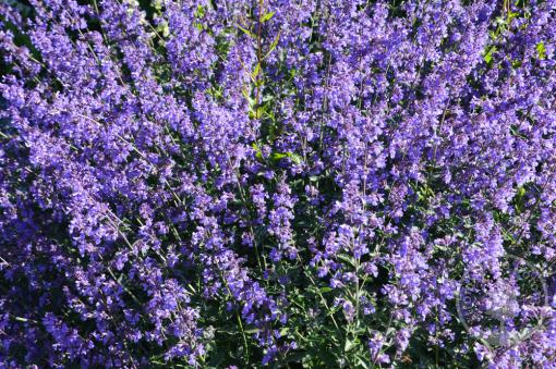 Šanta Picture Purrfect