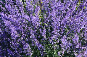 Šanta Picture Purrfect