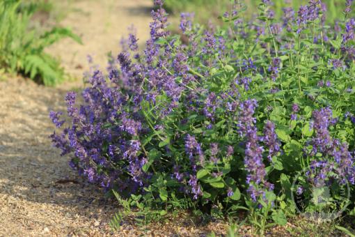 Šanta Picture Purrfect